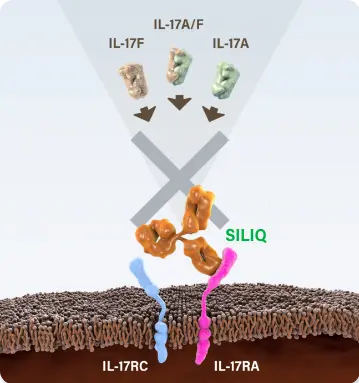 Diagram of SILIQ blocking IL-17A, IL-17C, IL-17E (IL-25) and IL-17F via their receptor