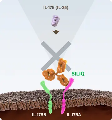 Diagram of SILIQ blocking IL-17A, IL-17C, IL-17E (IL-25) and IL-17F via their receptor