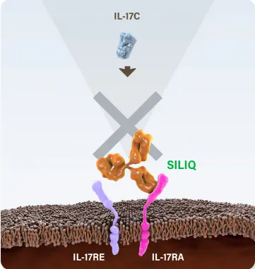Diagram of SILIQ blocking IL-17A, IL-17C, IL-17E (IL-25) and IL-17F via their receptor