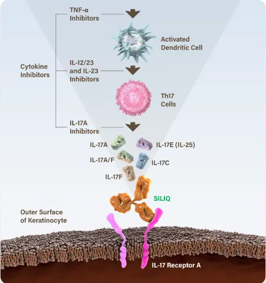 Diagram of SILIQ blocking IL-17A, IL-17C, IL-17E (IL-25) and IL-17F via their receptor